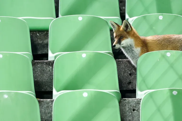 Nepozvani gosti na treningu Bosne i Hercegovine: Pazite tko je gledao Džeku i ekipu