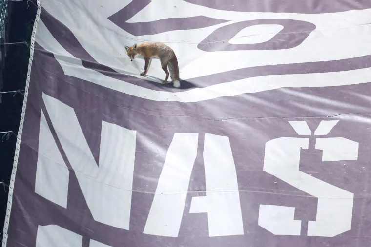 Nepozvani gosti na treningu Bosne i Hercegovine: Pazite tko je gledao Džeku i ekipu