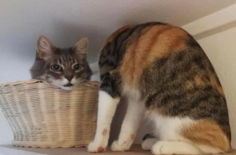 Ove fotografije će vam pomutiti pamet: Možete li shvatiti što se na njima nalazi?