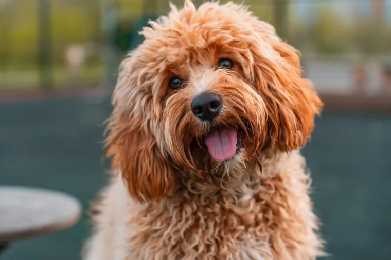 Dokaži da si pravi Slavonac i da razumije&scaron; značenja ovih lokalnih izraza