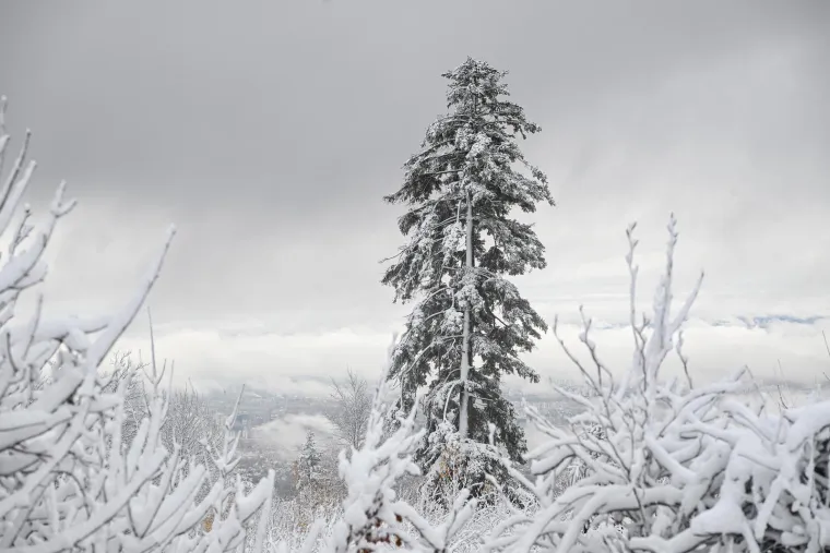 Snijeg prekrio Sljeme i stvorio pravi zimski ugođaj, građani napokon dočekali da upogone sanjke