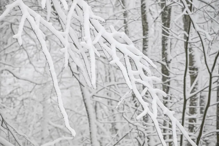 Snijeg prekrio Sljeme i stvorio pravi zimski ugođaj, građani napokon dočekali da upogone sanjke