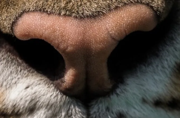 Možeš li prepoznati ove životinje po njuški: Možda izgleda jednostavno, ali lako se poskliznuti