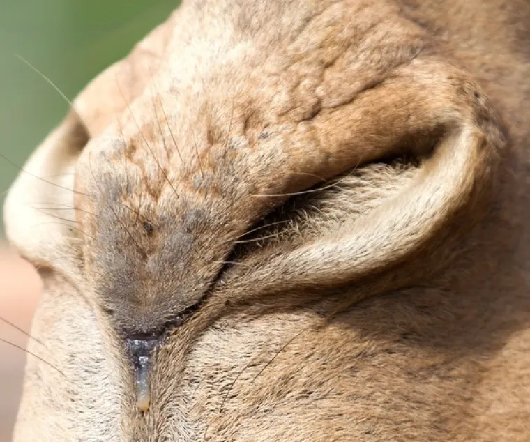 Možeš li prepoznati ove životinje po njuški: Možda izgleda jednostavno, ali lako se poskliznuti