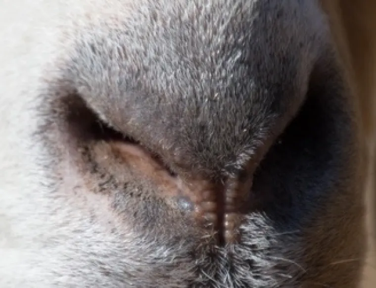 Možeš li prepoznati ove životinje po njuški: Možda izgleda jednostavno, ali lako se poskliznuti
