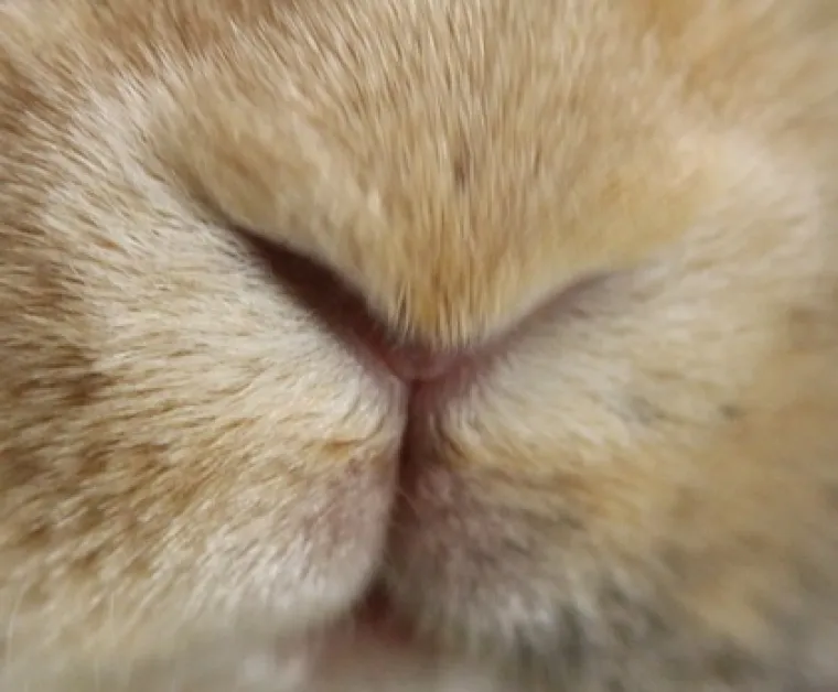 Možeš li prepoznati ove životinje po njuški: Možda izgleda jednostavno, ali lako se poskliznuti