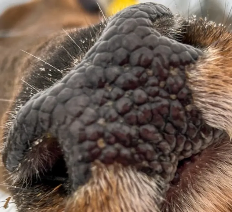 Možeš li prepoznati ove životinje po njuški: Možda izgleda jednostavno, ali lako se poskliznuti