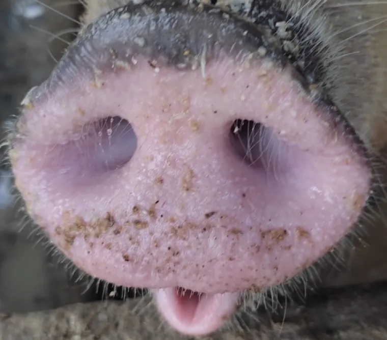 Možeš li prepoznati ove životinje po njuški: Možda izgleda jednostavno, ali lako se poskliznuti