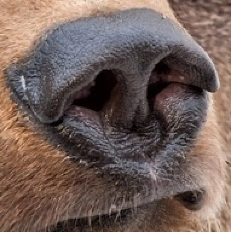 Možeš li prepoznati ove životinje po njuški: Možda izgleda jednostavno, ali lako se poskliznuti