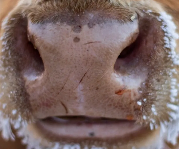 Možeš li prepoznati ove životinje po njuški: Možda izgleda jednostavno, ali lako se poskliznuti