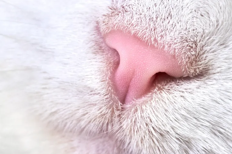 Možeš li prepoznati ove životinje po njuški: Možda izgleda jednostavno, ali lako se poskliznuti