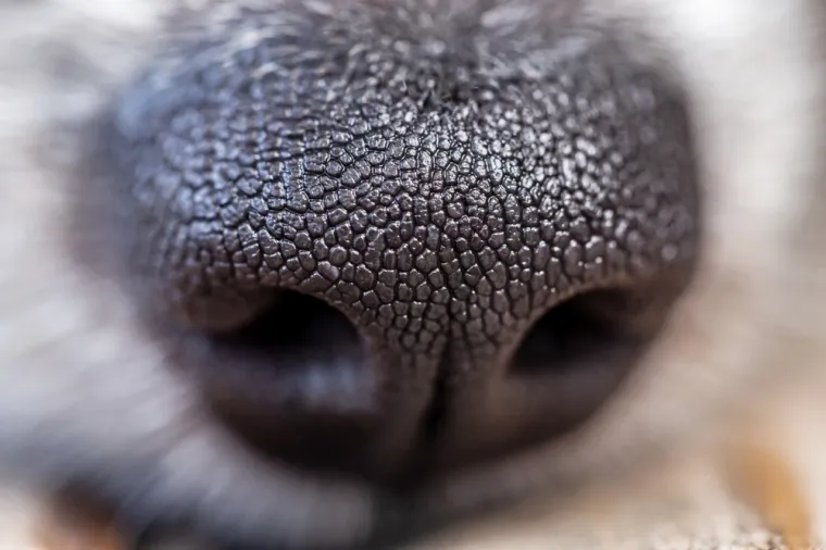 Može&scaron; li prepoznati ove životinje po nju&scaron;ki: Možda izgleda jednostavno, ali lako se poskliznuti