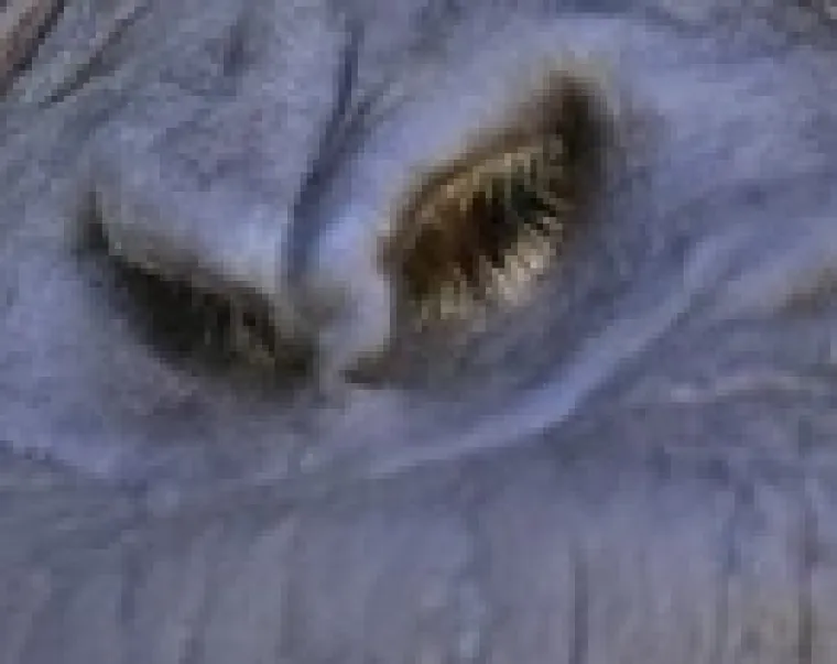 Možeš li prepoznati ove životinje po njuški: Možda izgleda jednostavno, ali lako se poskliznuti