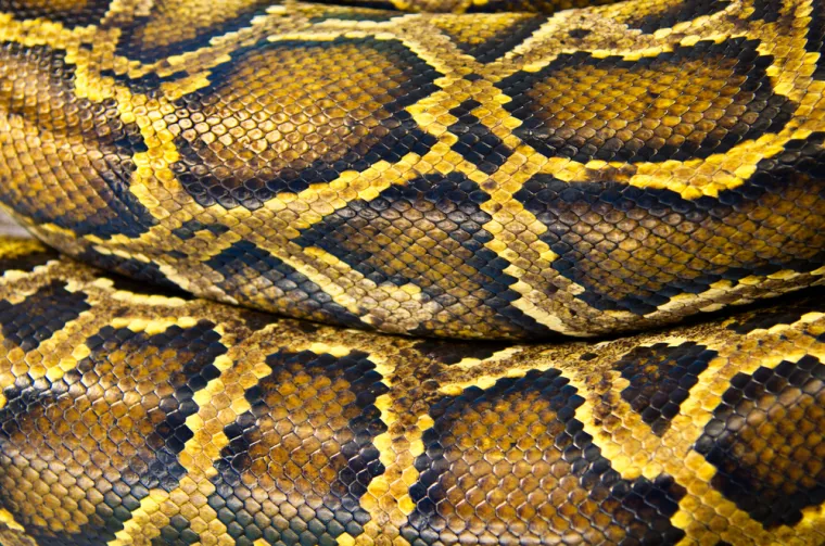 Možeš li prepoznati o kojoj se životinji radi na temelju uzorka njezine kože ili krzna?