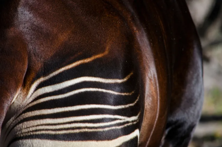 Može&scaron; li prepoznati o kojoj se životinji radi na temelju uzorka njezine kože ili krzna?