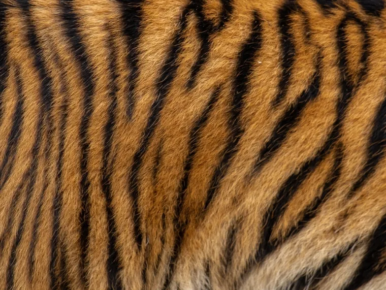 Možeš li prepoznati o kojoj se životinji radi na temelju uzorka njezine kože ili krzna?