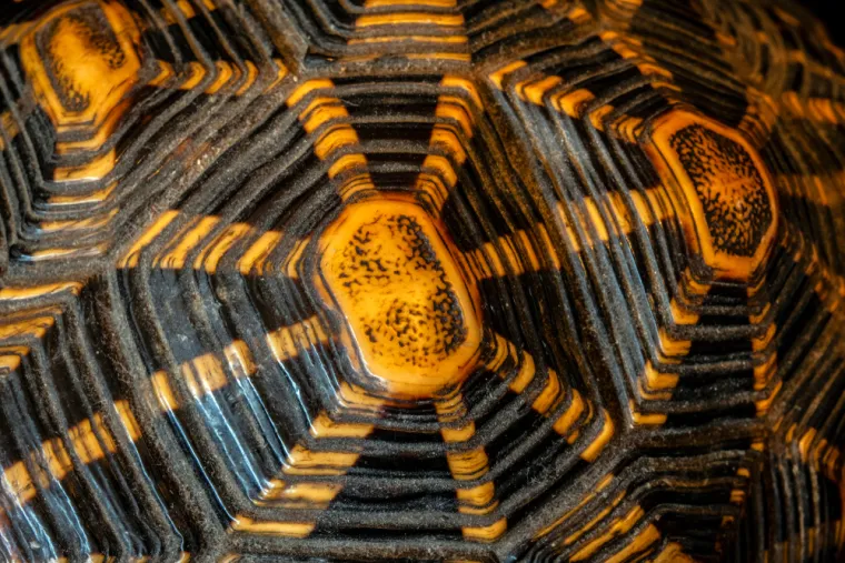 Može&scaron; li prepoznati o kojoj se životinji radi na temelju uzorka njezine kože ili krzna?