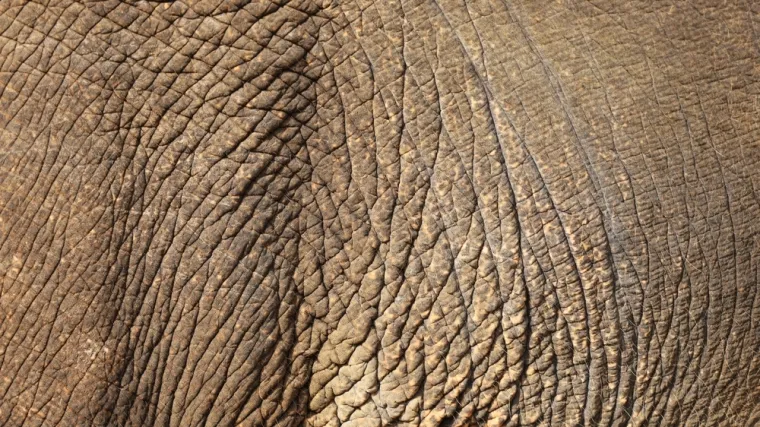 Može&scaron; li prepoznati o kojoj se životinji radi na temelju uzorka njezine kože ili krzna?