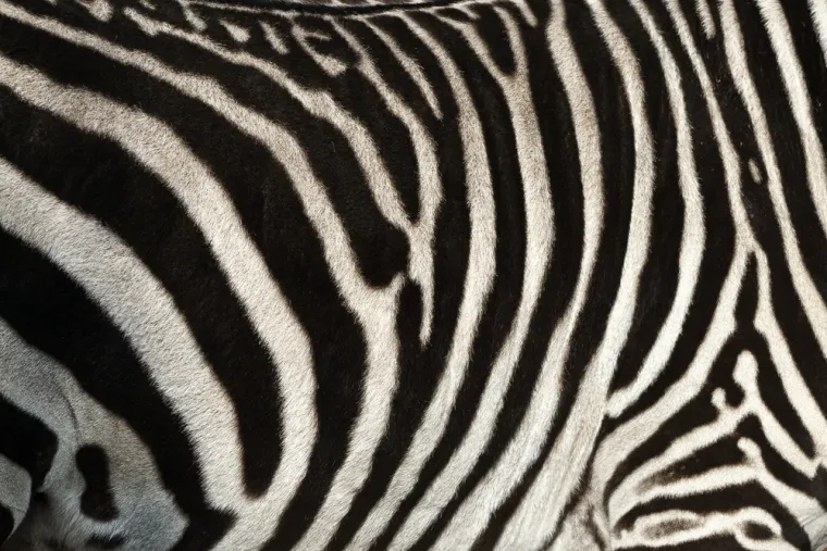 Može&scaron; li prepoznati o kojoj se životinji radi na temelju uzorka njezine kože ili krzna?