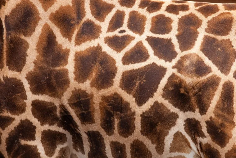 Može&scaron; li prepoznati o kojoj se životinji radi na temelju uzorka njezine kože ili krzna?