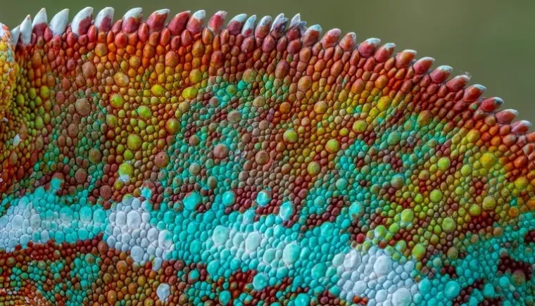 Može&scaron; li prepoznati o kojoj se životinji radi na temelju uzorka njezine kože ili krzna?