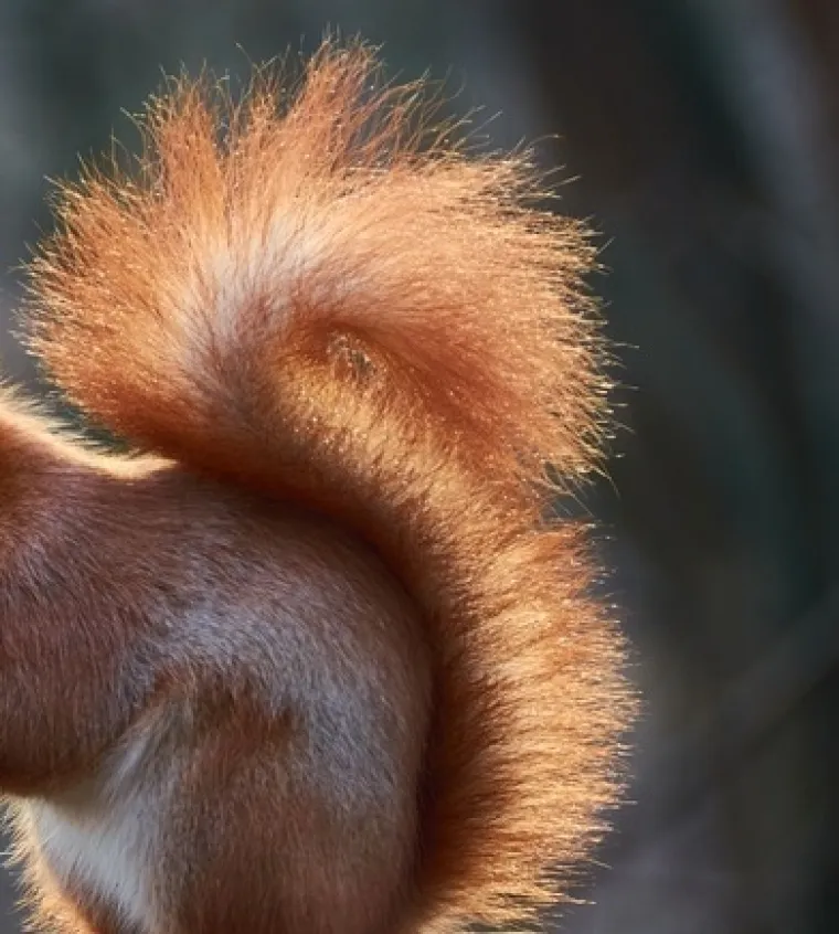 Samo će veliki poznavatelji životinja prepoznati ove vrste po repu