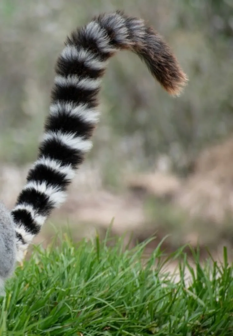 Samo će veliki poznavatelji životinja prepoznati ove vrste po repu