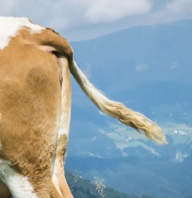 Samo će veliki poznavatelji životinja prepoznati ove vrste po repu