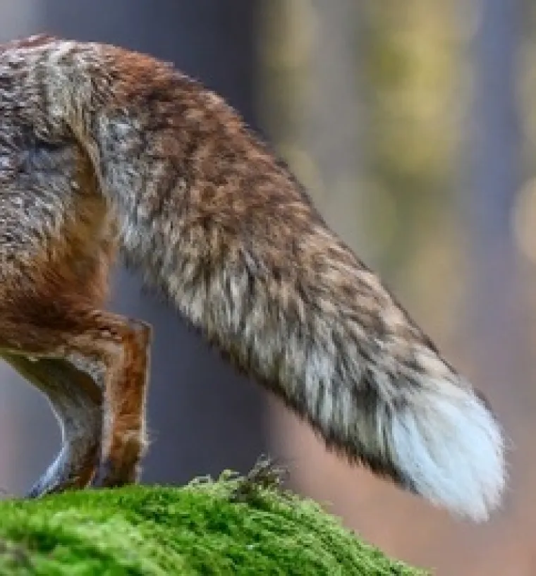 Samo će veliki poznavatelji životinja prepoznati ove vrste po repu