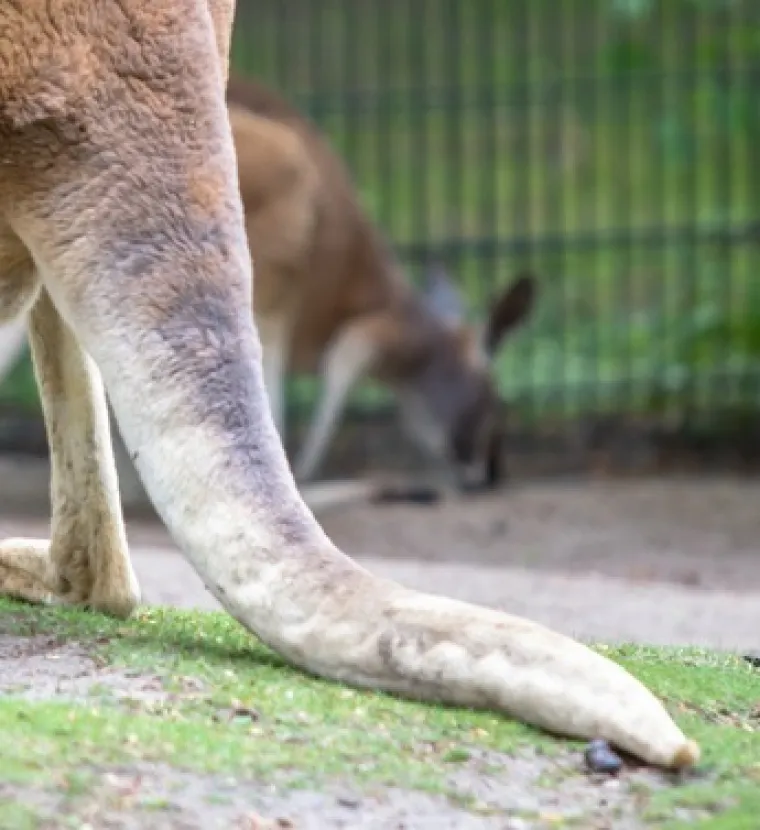 Samo će veliki poznavatelji životinja prepoznati ove vrste po repu