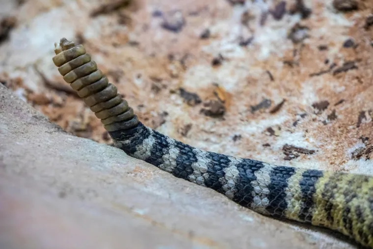Samo će veliki poznavatelji životinja prepoznati ove vrste po repu