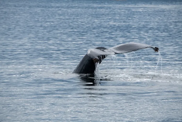 Samo će veliki poznavatelji životinja prepoznati ove vrste po repu