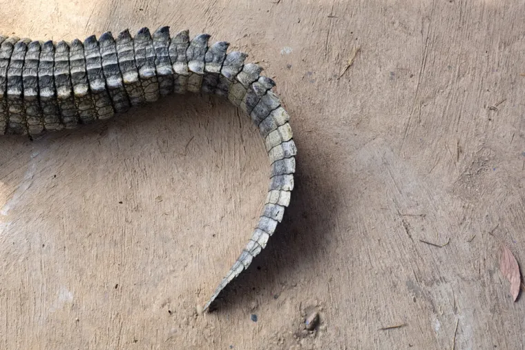 Samo će veliki poznavatelji životinja prepoznati ove vrste po repu