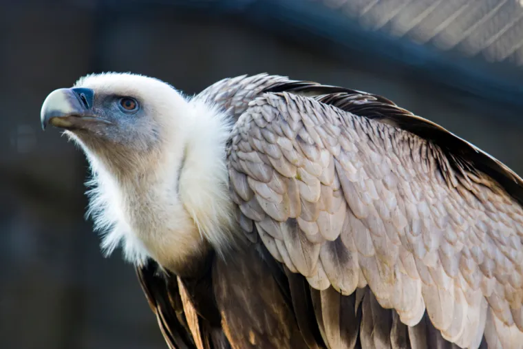 Dokažite se kao poznavatelj ptica koje nastanjuju hrvatsku prirodu: Koliko ste ih prepoznali?