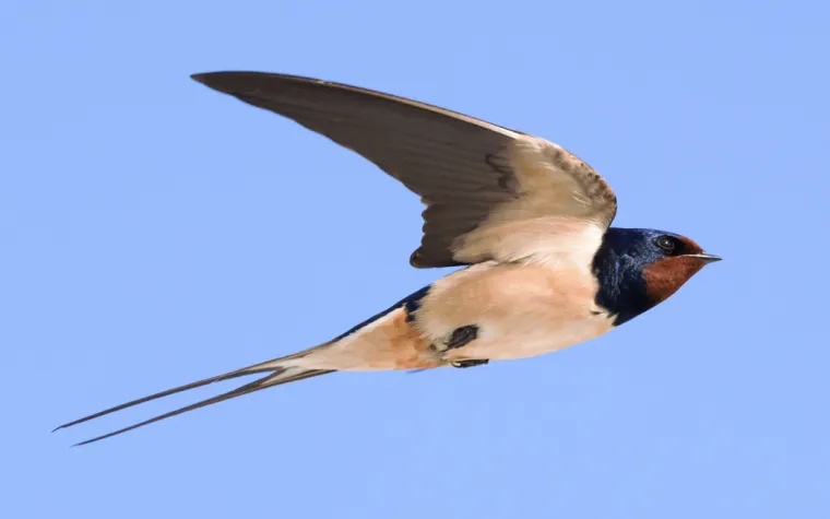 Dokažite se kao poznavatelj ptica koje nastanjuju hrvatsku prirodu: Koliko ste ih prepoznali?