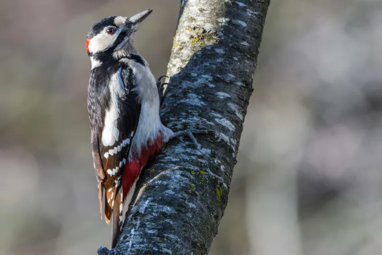 Dokažite se kao poznavatelj ptica koje nastanjuju hrvatsku prirodu: Koliko ste ih prepoznali?