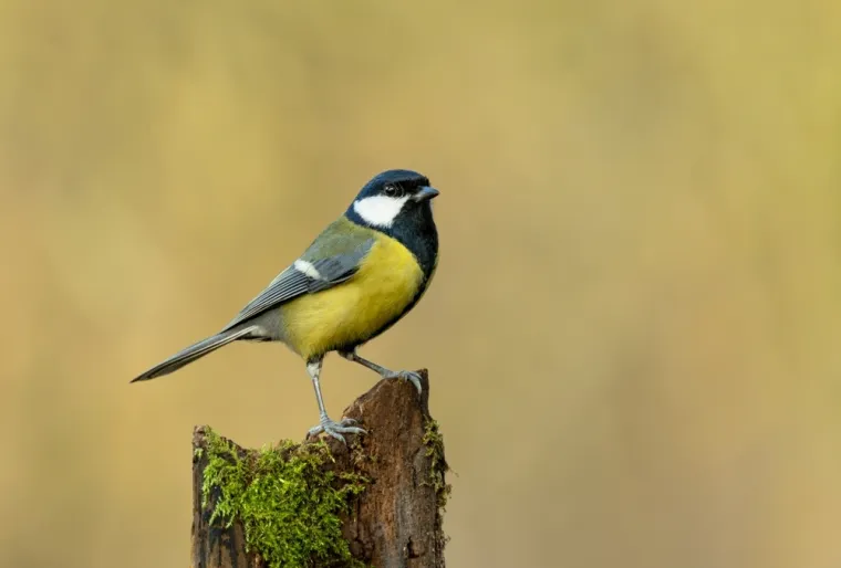 Dokažite se kao poznavatelj ptica koje nastanjuju hrvatsku prirodu: Koliko ste ih prepoznali?