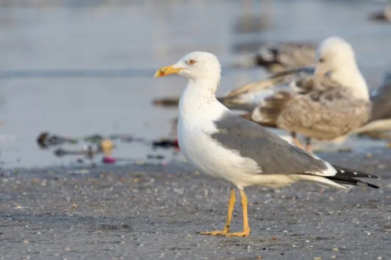 Dokažite se kao poznavatelj ptica koje nastanjuju hrvatsku prirodu: Koliko ste ih prepoznali?