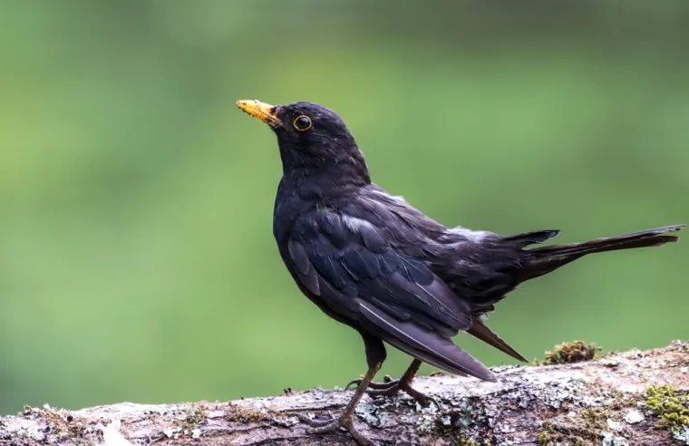 Dokažite se kao poznavatelj ptica koje nastanjuju hrvatsku prirodu: Koliko ste ih prepoznali?