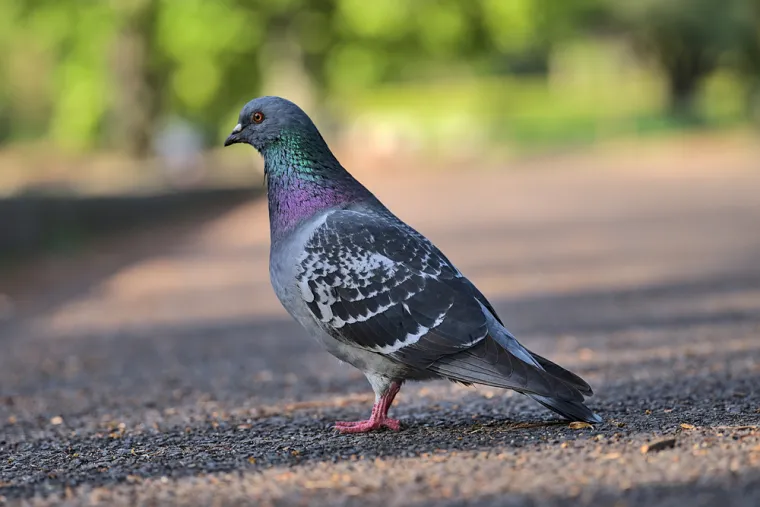 Dokažite se kao poznavatelj ptica koje nastanjuju hrvatsku prirodu: Koliko ste ih prepoznali?