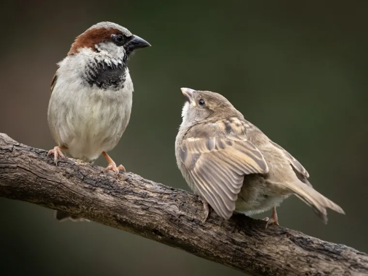 Dokažite se kao poznavatelj ptica koje nastanjuju hrvatsku prirodu: Koliko ste ih prepoznali?