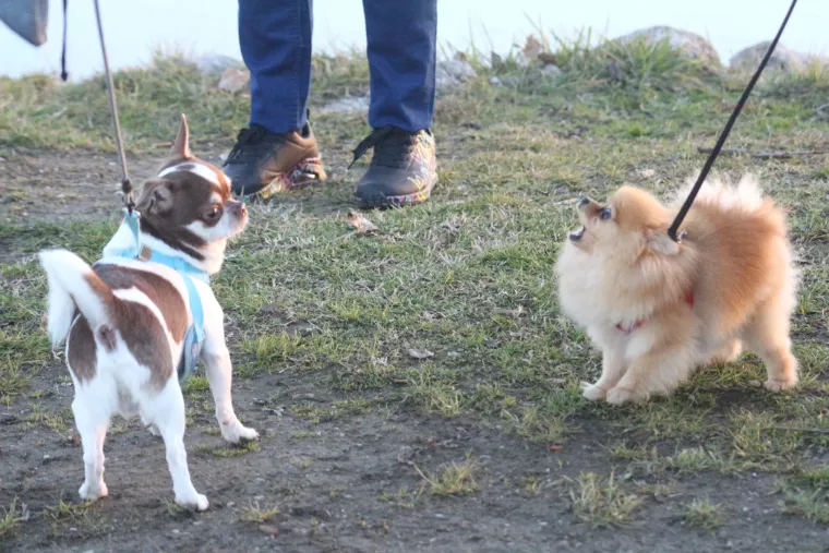 Osmijeh koji je rastjerao sivilo: Brineta u smeđem kaputu ukrala show na šetnici uz Dravu