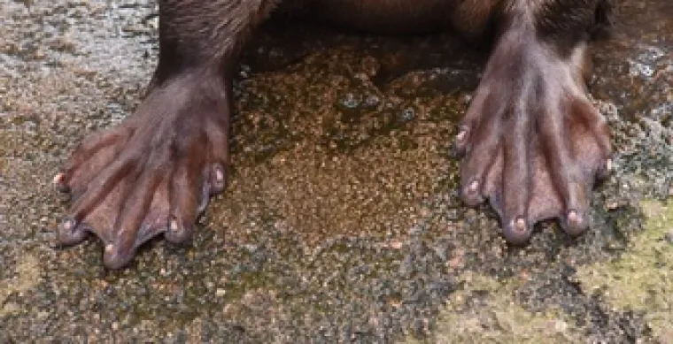 Znalci će prepoznati ove životinje odmah po &scaron;apama, možete li i vi?