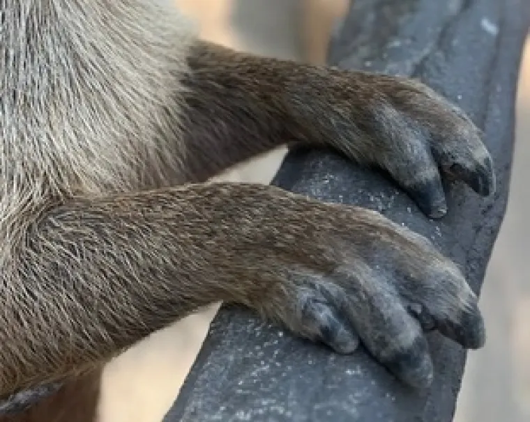 Znalci će prepoznati ove životinje odmah po &scaron;apama, možete li i vi?