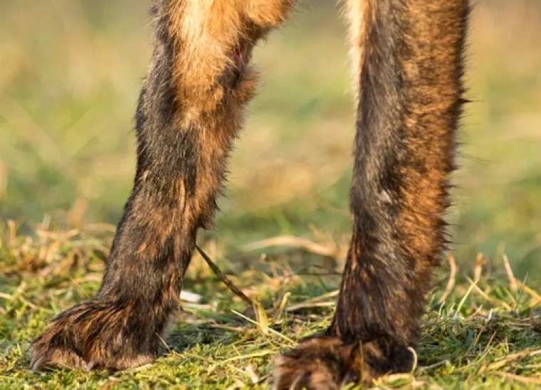 Znalci će prepoznati ove životinje odmah po &scaron;apama, možete li i vi?