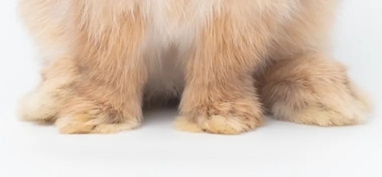 Znalci će prepoznati ove životinje odmah po &scaron;apama, možete li i vi?