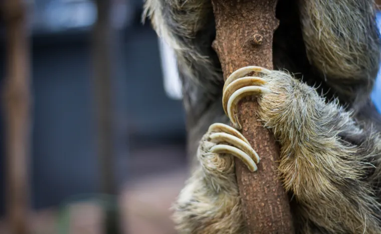 Znalci će prepoznati ove životinje odmah po &scaron;apama, možete li i vi?