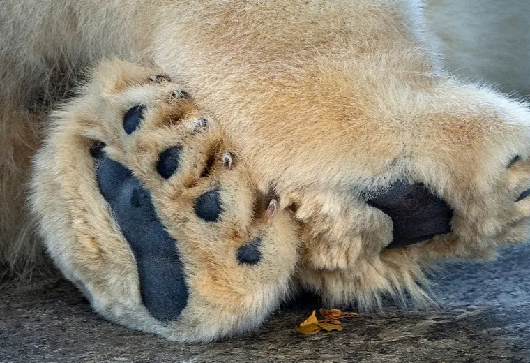 Znalci će prepoznati ove životinje odmah po &scaron;apama, možete li i vi?