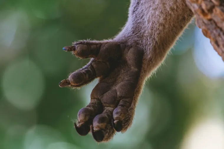 Znalci će prepoznati ove životinje odmah po &scaron;apama, možete li i vi?