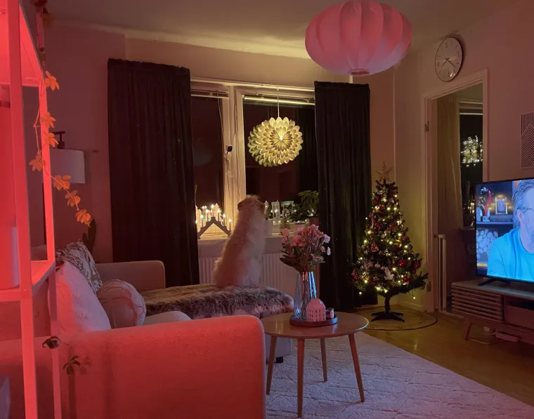 Lampice, jelke i ukrasi: Ljudi se hvale okićenim domovima, prizori su prava čarolija